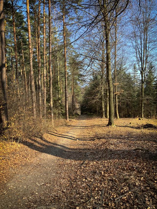 Lesn trasa