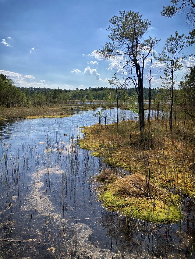 Prodn pamtka Swamp