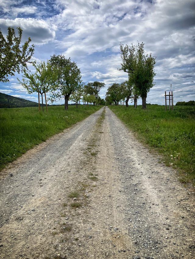 Jabloov alej na tpnici