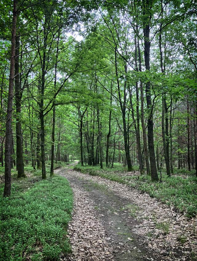 Pod Li���m vrchem