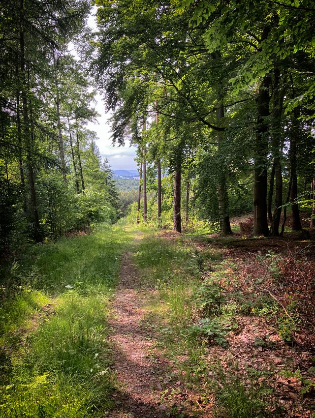 P�ed Srn�m Potokem