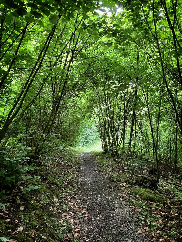 Singletrek �esk� L�pa