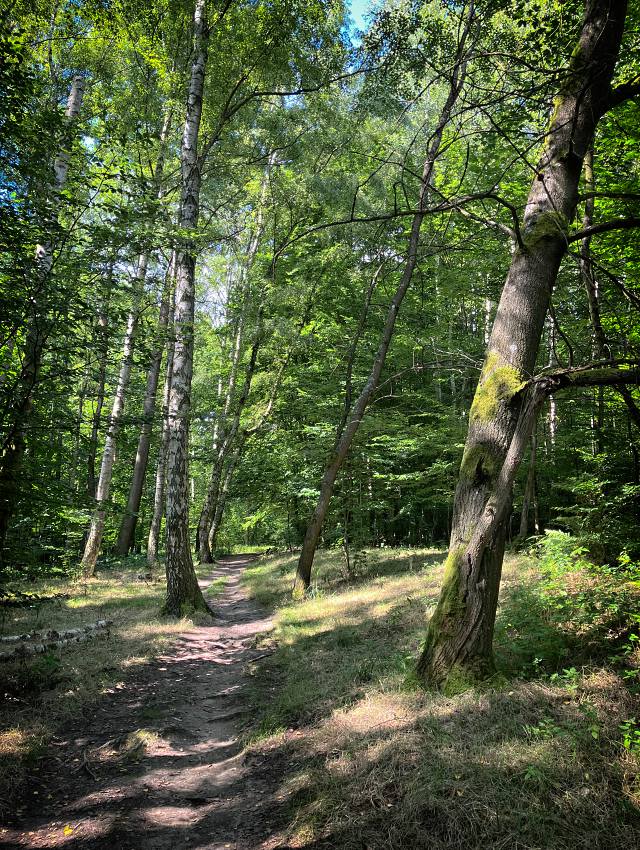 H�ebenovka za Ludv�kovicemi