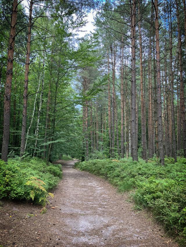 V lese po �erven� trase